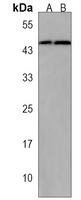 HESRG Rabbit Polyclonal Antibody