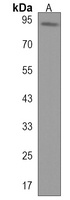 ANKRD20A8P Rabbit Polyclonal Antibody