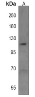 ANKRD24 Antibody