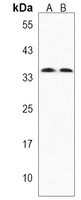 KCTD4 Antibody