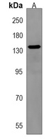 OVOS1 Rabbit Polyclonal Antibody