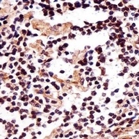 Anti-IZUMO2 Antibody
