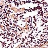 IZUMO2 Antibody