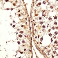 Anti-DEFB107A Antibody