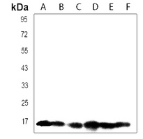 FXYD6 Antibody