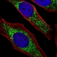 NDUFB4 Antibody