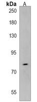 AGAP8 Antibody