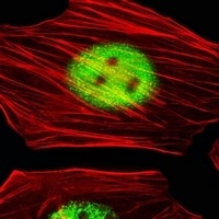 AGAP8 Antibody