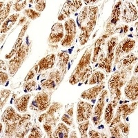 Anti-ZNF175 Antibody