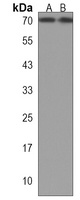 MPP7 Antibody