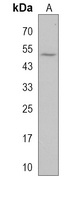 MTFR2 Rabbit Polyclonal Antibody