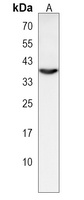 OR1L3 Rabbit Polyclonal Antibody