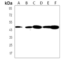 CCDC89 Antibody