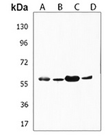 NPIPB15 Rabbit Polyclonal Antibody
