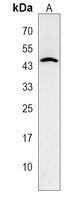 AP2 delta Rabbit Polyclonal Antibody