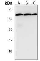 TRIM6 Rabbit Polyclonal Antibody
