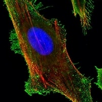 FAM159A Rabbit Polyclonal Antibody