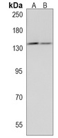 DHX9 Antibody