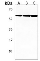 C16orf71 Rabbit Polyclonal Antibody