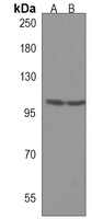MORC3 Antibody