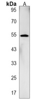 GOLGA6L2 Antibody