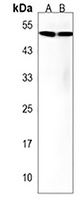 ZNF577 Antibody