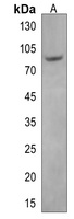 ZNF12 Antibody