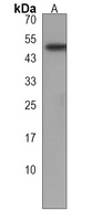 GTDC1 Antibody