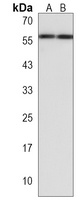 IGSF21 Antibody