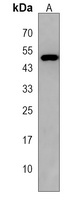 ZBTB8A Antibody