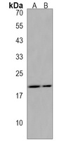 ZNF740 Antibody