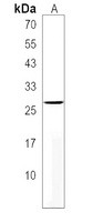 IPP2 Antibody