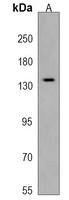 ATP8B3 Antibody