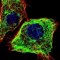 Anti-DMRTA2 Antibody