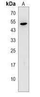 ZNF773 Rabbit Polyclonal Antibody