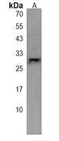 PRSS57 Antibody