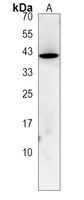 LRRC19 Antibody
