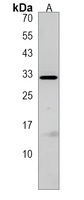 ELOVL3 Rabbit Polyclonal Antibody