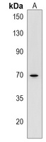 ZNF219 Rabbit Polyclonal Antibody
