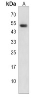 ZNF395 Antibody