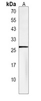 PDAP1 Antibody