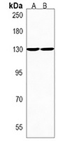 PC1 Rabbit Polyclonal Antibody