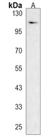 CLSTN2 Antibody