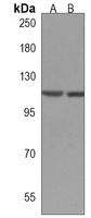 MAN2C1 Antibody