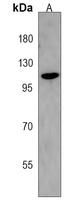 STARD13 Antibody