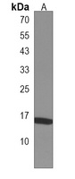 HIST2H3A Antibody