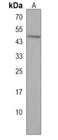 DNAJC25 Rabbit Polyclonal Antibody