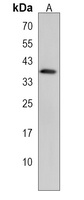 OR8A1 Rabbit Polyclonal Antibody
