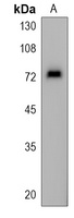 ASNSD1 Antibody
