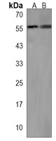NMD3 Rabbit Polyclonal Antibody